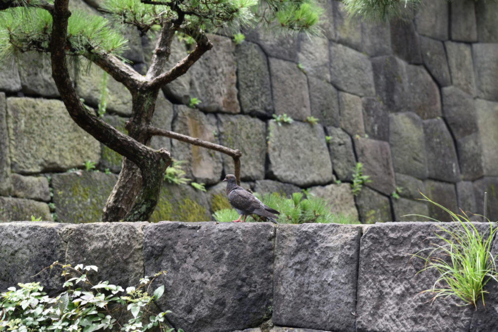 Gołąb na murze Pałacu Cesarskiego