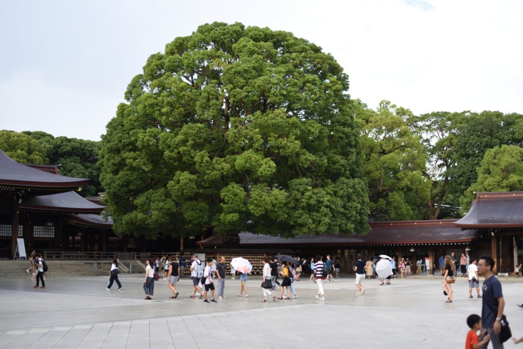 Rozłożyste drzewo nad Świątynią Meiji-jingū