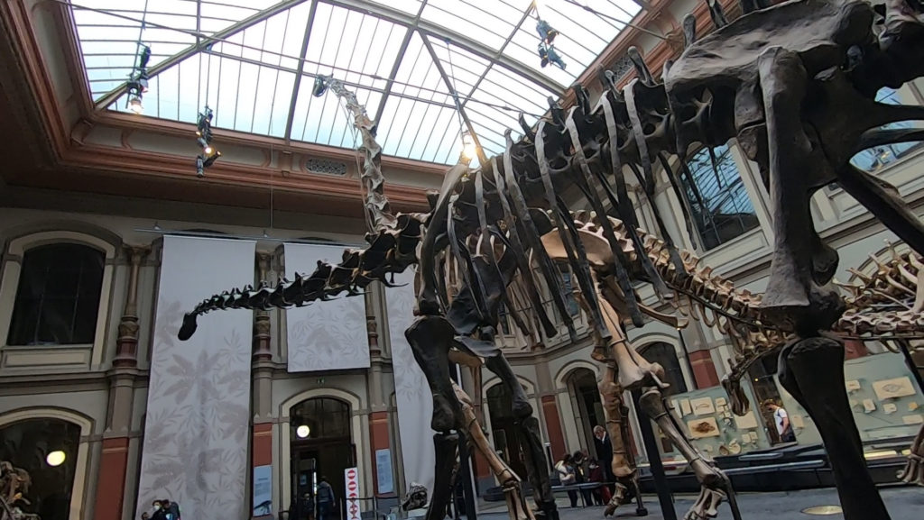 Muzeum Historii Naturalnej w Berlinie: szkielet diplodoka
