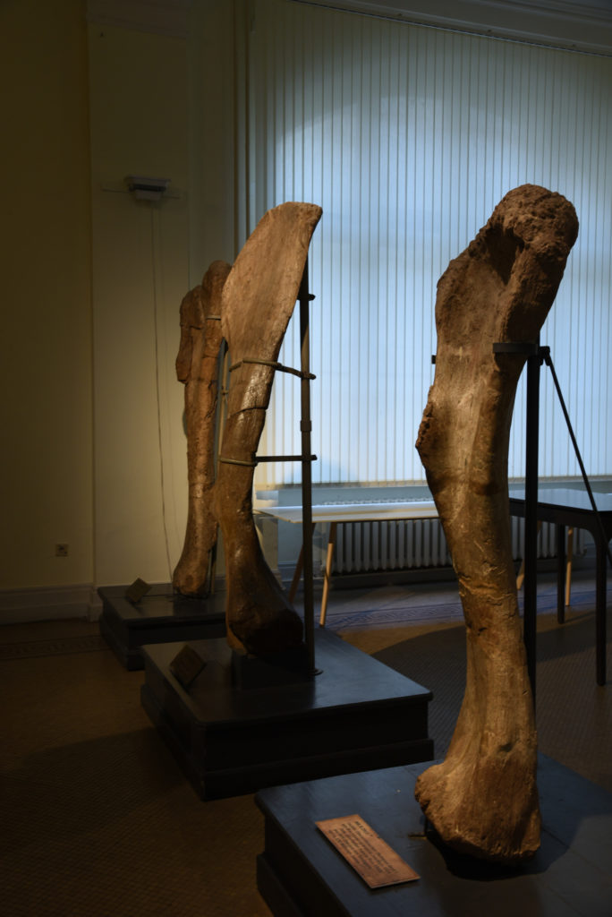 Muzeum Historii Naturalnej w Berlinie - kości dinozaurów