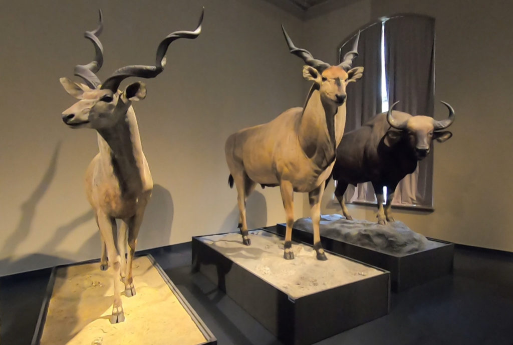 Muzeum Historii Naturalnej w Berlinie - spreparowane okazy ssaków rogatych