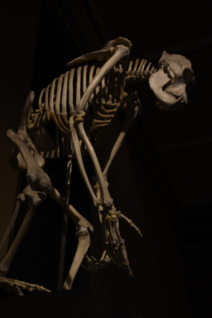 Muzeum Historii Naturalnej w Berlinie - szkielet goryla