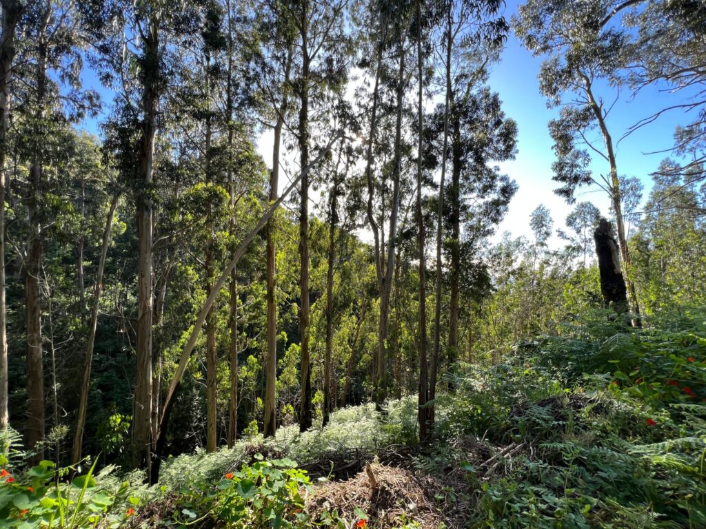 Wakacje na Maderze w pigułce - zielony las