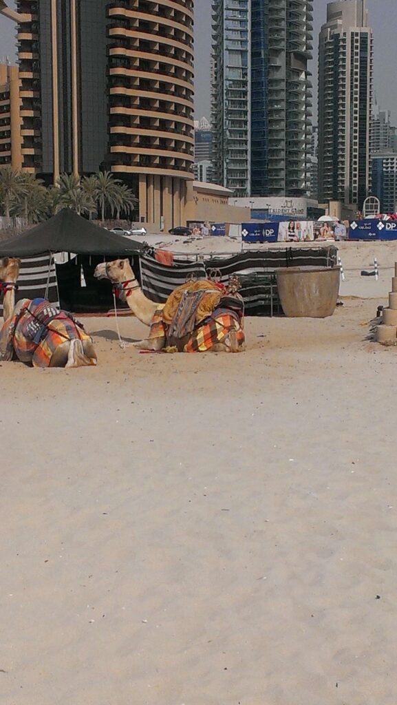 wielbłądy wypoczywające na plaży