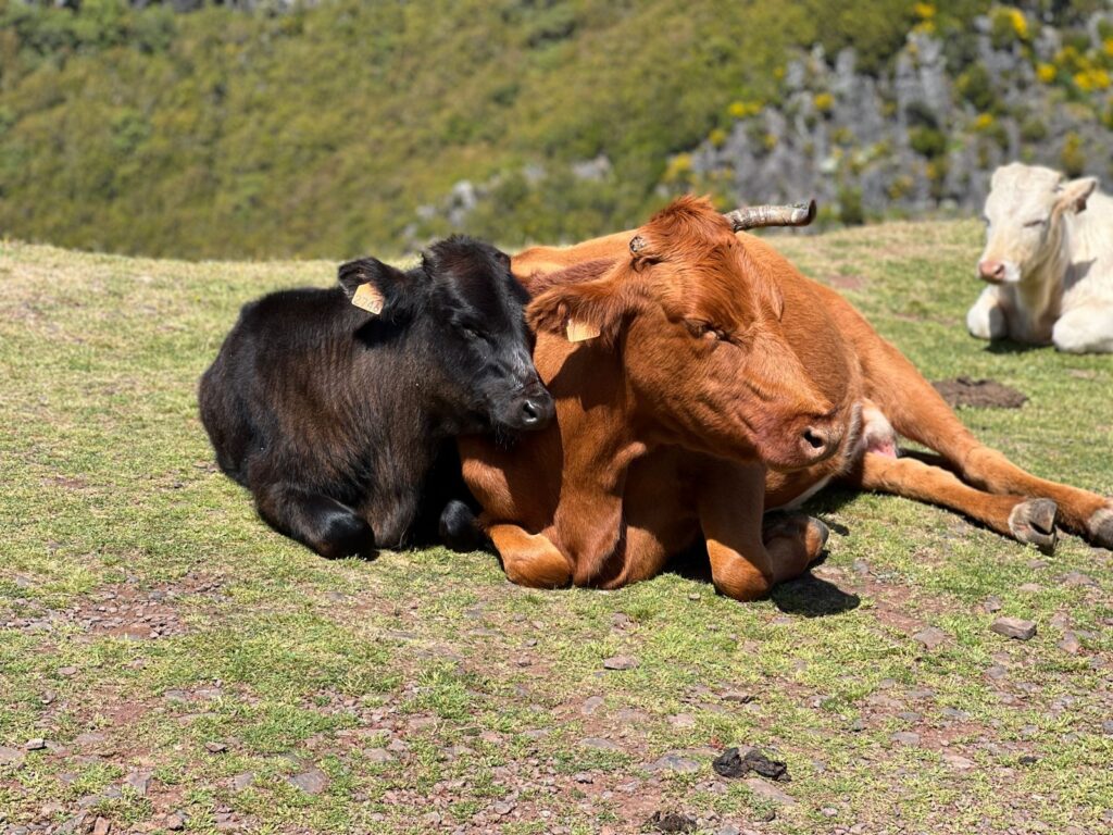 Krowy leżące na łące na Maderze