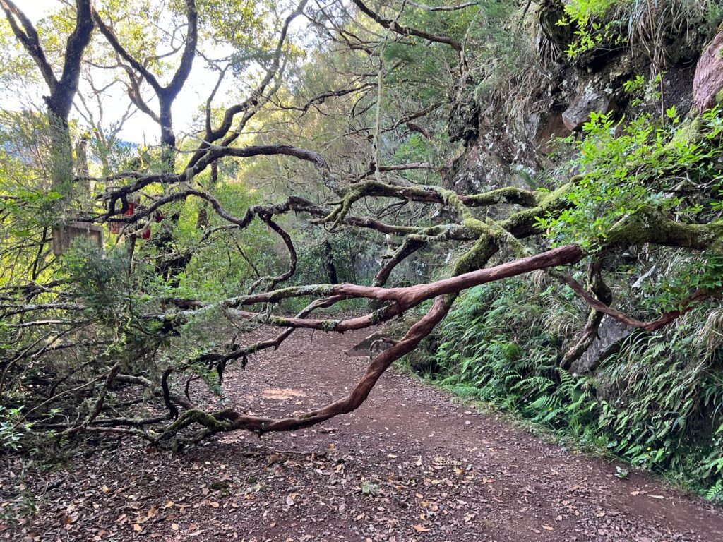 Levada do Risco, najpiękniejsze lewady na Maderze, przewrócone drzewo