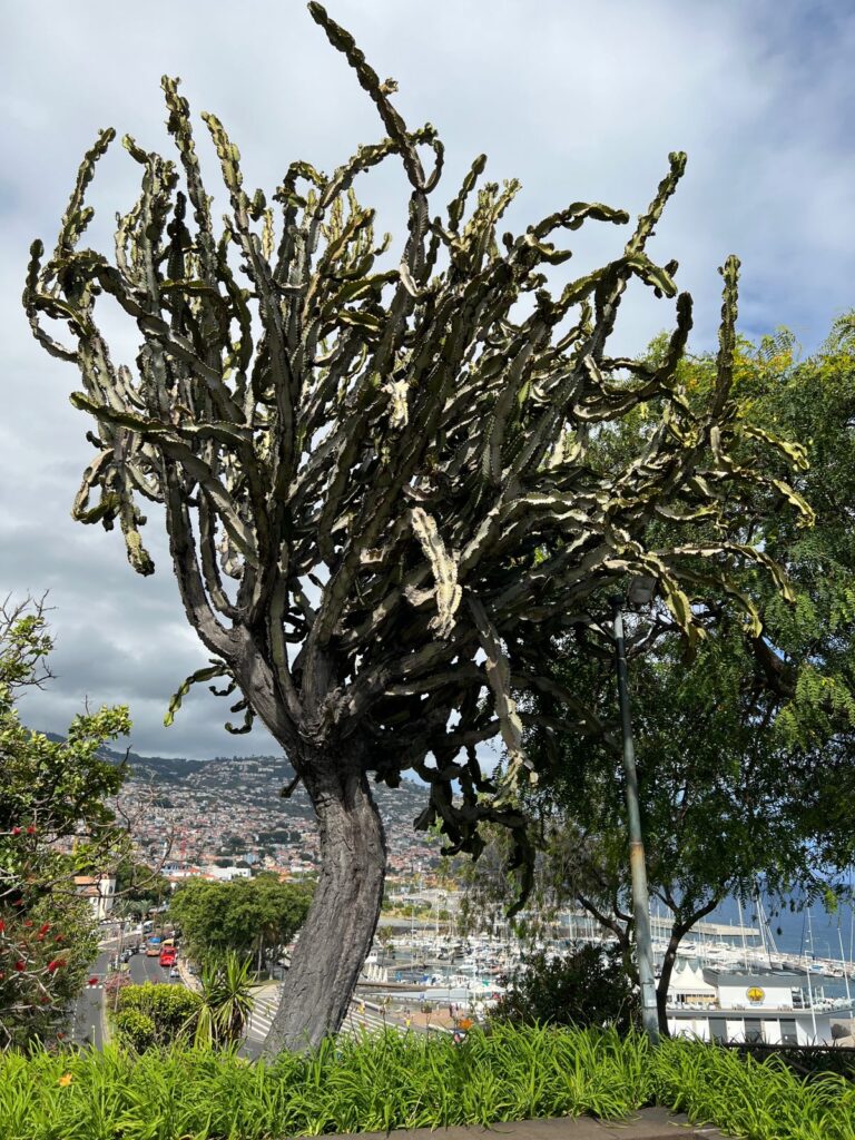 Zdrewniały kaktus w Funchal